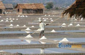 BUDIDAYA GARAM: Petani Didorong Seimbangkan Struktur Produksi Garam