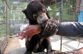 Beruang Madu Ditemukan di Semenanjung Kampar Riau
