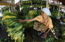 INDUSTRI ROKOK: Pengusaha Pengolah Tembakau di Jateng Khawatir dengan Tarif Tunggal