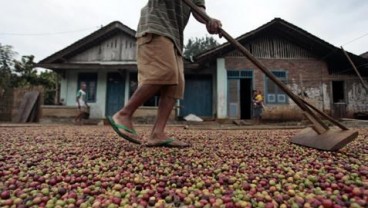 HARGA KOPI:  Robusta Anjlok 1,85%