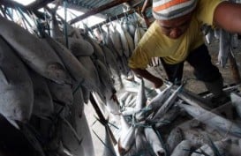 IKAN TUNA, Teknologi Peta Ikan Hemat Solar Bantu Nelayan