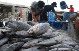 KONSUMSI IKAN: Selama Puasa Ramadhan Diprediksi Naik 7 %