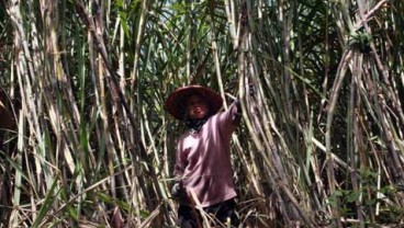 PERKEBUNAN TEBU: Pemerintah Didesak Realisasikan Dana Penyangga