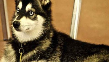 Merawat Anjing Alaskan Malamute? Ini Tipsnya