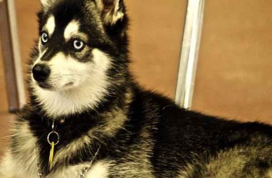 Merawat Anjing Alaskan Malamute? Ini Tipsnya