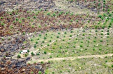 Target Lahan Sawit 1,5 Juta Hektare di Kalbar Bisa Tercapai