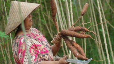 Pemkab Malang Targetkan Tanam Singkong Seluas 100.000 Ha