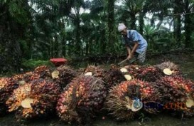 DAMPAK EL NINO: Produksi CPO Bisa Anjlok Sampai 55%