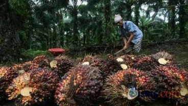 DAMPAK EL NINO: Produksi CPO Bisa Anjlok Sampai 55%