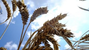 HARGA GANDUM: Turun Lagi Akibat Meningkatnya Produksi di Eropa