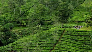 FSPBUN Bahas Peran Negara dalam Mengembangkan Perkebunan