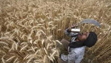 HARGA GANDUM: Dalam Sepekan, Reli ke Level Tertinggi