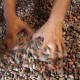 Biji Kakao Kini Wajib Sertifikasi