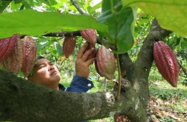 Regulasi Perkebunan: Petani Kakao Tak Yakin Beleid Baru Berjalan Mulus
