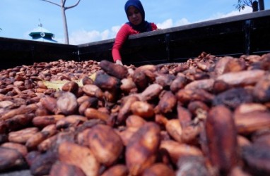 Target Produksi Biji Kakao Sulit Tercapai