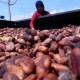 Target Produksi Biji Kakao Sulit Tercapai