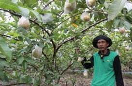 JAMBU MERAH, Bojonegoro Lelang Pengadaan 250.000 Bibit Pohon
