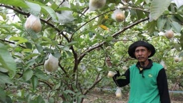 JAMBU MERAH, Bojonegoro Lelang Pengadaan 250.000 Bibit Pohon