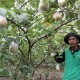 JAMBU MERAH, Bojonegoro Lelang Pengadaan 250.000 Bibit Pohon