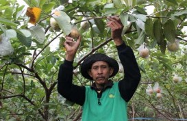 JAMBU MERAH, Bojonegoro Tugasi BUMD Jadi Pemasar