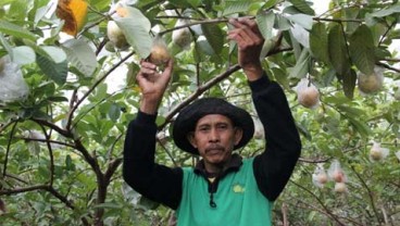 JAMBU MERAH, Bojonegoro Tugasi BUMD Jadi Pemasar