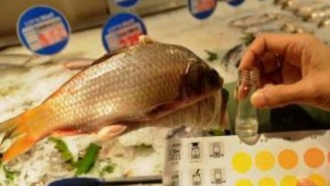 Ikan Berformalin Beredar di 4 Pasar Jakarta Berikut