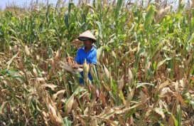 Meningkat, Alokasi Kredit Pertanian di Jateng