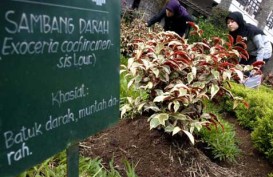 OBAT HERBAL: Soho Incar Kontribusi Makassar 7%