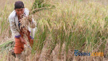 Kemarau Picu Peningkatan Hama Tanaman Pertanian di Sumut