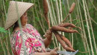 Pengembangan Tepung Singkong Butuh Insentif