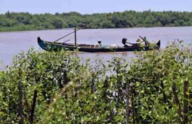 KEMENTERIAN LH Sulap Hutan Manggrove di Balongan Jadi Eko Wisata