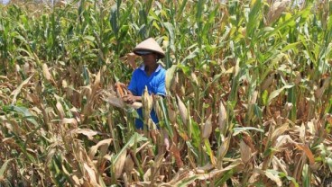 KOMODITAS JAGUNG, El-Nino Peluang Tingkatkan Produksi Dalam Negeri