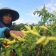 Jadi Petani Cabai di Kalimantan Tengah Bisa Kaya