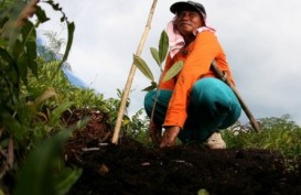 EFEK RUMAH KACA: Indonesia Dinilai Bantu Turunkan Emisi