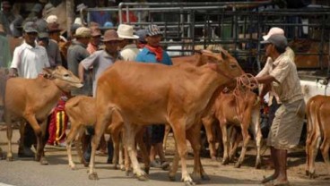 Penuhi Pasokan Daging, RPH Teluk Pucung Bekasi Akan Dimaksimalkan