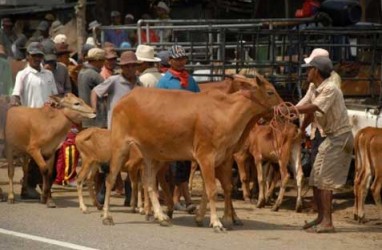 Penuhi Pasokan Daging, RPH Teluk Pucung Bekasi Akan Dimaksimalkan