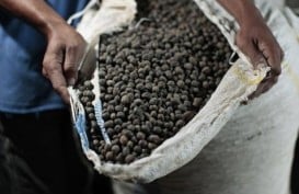 KOPI ROBUSTA: Harga Bergerak Naik 0,65%