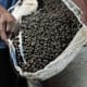 KOPI ROBUSTA: Harga Bergerak Naik 0,65%