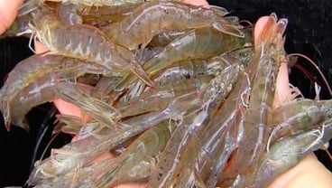 HARGA UDANG: Jatuh di Pasar Internasional, Produksi Meningkat