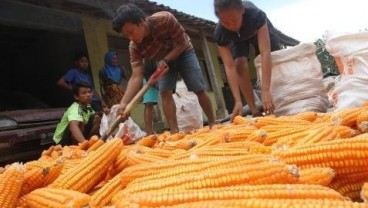 PAKAN TERNAK: Produksi Jagung Tak Pengaruhi Impor