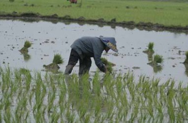 PERTANIAN BALI: Sektor Pariwisata Tekan Jumlah Petani