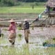 Produksi Padi Riau Diperkirakan Turun Lagi