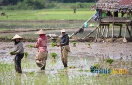 Produksi Padi Riau Diperkirakan Turun Lagi