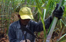 PETANI TEBU Kecewa, Pabrik Gula Turunkan Patokan Rendemen