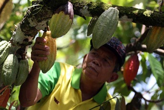 Olam International Tanamkan US$61 Juta Bangun Pabrik Pengolahan Kakao