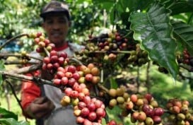 HARGA ROBUSTA (4/7/2014): Awal Perdagangan Sentuh US$2.060/Ton