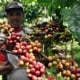 HARGA ROBUSTA (4/7/2014): Awal Perdagangan Sentuh US$2.060/Ton