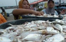 Potensi Kelautan Bocor: Penangkapan Ikan Lebihi Batas