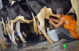 PEMKOT BATU Bangun Kandang Terpadu Sapi Perah