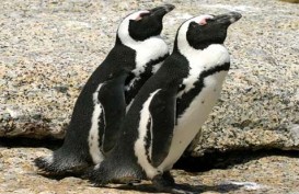 GEMBIRA LOKA ZOO: 6 Jackass Penguin Jadi Daya Tarik Pengunjung